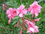 Laurier rose : introduction