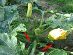 Taille d'un pied de courgettes