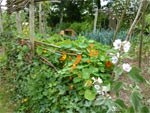 De l'ombre pour les l�gumes