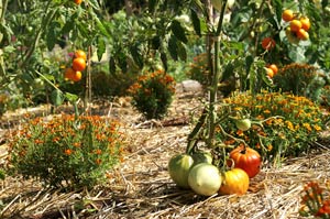 Plants de l&eacute;gumes et paillis sur un ados
