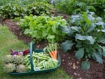 Légumes : les bons voisins