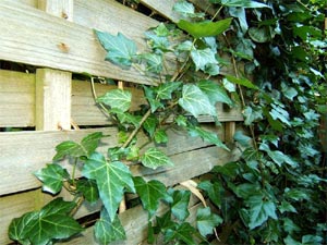 Lierre accroch&eacute; &agrave; un cl&ocirc;ture en bois