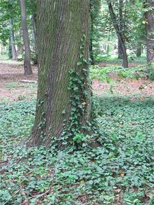Lierre en couvre-sol dans un bois