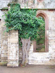 Lierre sur le mur en pierre d'une ruine