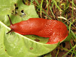 Limace au jardin
