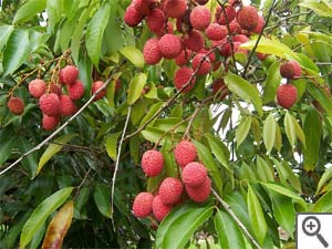 Litchi
