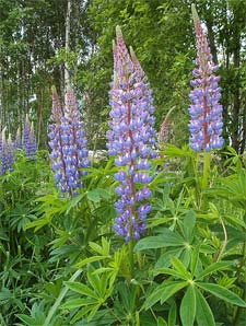 Lupin