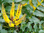 Mahonia