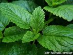 Menthe