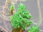 La Baule lutte contre les plantes invasives
