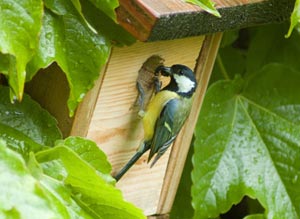 Nichoir &agrave; oiseaux
