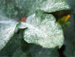 O�dium sur fleur de citrouille