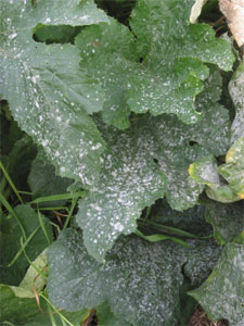 Oïdium sur feuillage de courgette