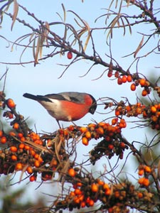 Oiseau mangeant des baies