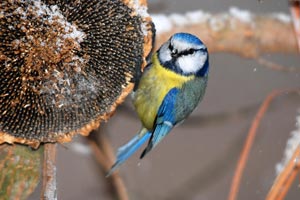 Oiseau mangeant des graines de tournesol