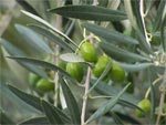Olives
