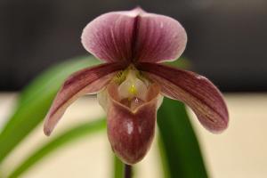 Paphiopedilum Leyburneuse 'Magnificum'
