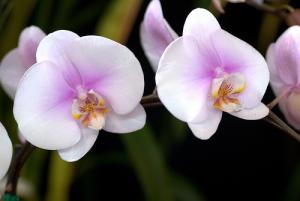 Phalaenopsis, orchid�e papillon
