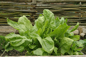 Oseille au potager
