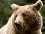 Le dernier ours des Pyr�n�es aurait disparu