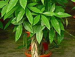 Pachira