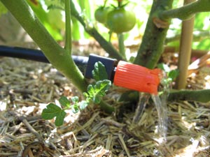 Paillage et micro-arrosage sur pied de tomate