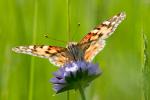 Les papillons, des insectes � prot�ger