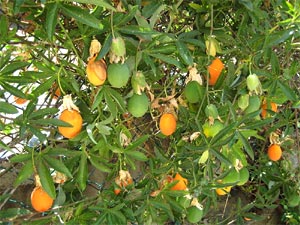 Fruits de la passion / passiflore
