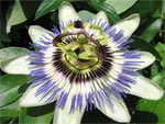 Passiflore