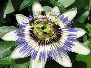 Fleur de passiflore