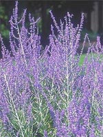 Perovskia