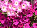 P�tunia