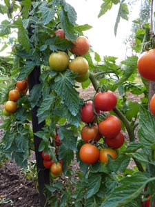 Pied de tomates