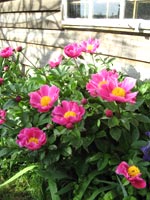 Pivoine
