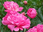 Les plus belles floraisons � offrir