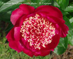 Pivoine lactiflora