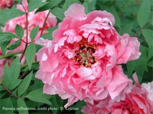 Pivoine suffruticosa