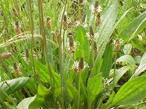 Plantain - plantago lanceolata