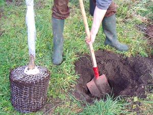 Plantation d'un arbre fruitier