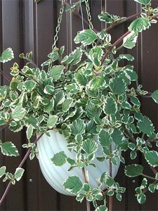 Plectranthus coleoides en suspension