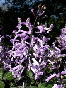 Plectranthus 'Mona Lavender'