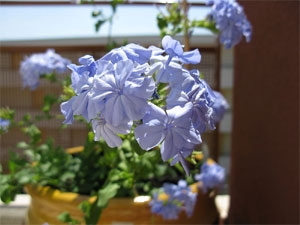 Plumbago auriculata