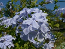 Plumbago du Cap