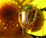 Si les insectes pollinisateurs disparaissaient...