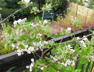Pommier en fleurs sur le balcon