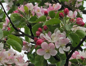 Fleurs de pommier