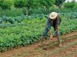 Travail au potager