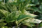 L'efficacit� des plantes d�polluantes reste � prouver