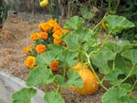 Plantes compagnes
