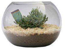 Bocal &agrave; 
poisson reconverti en pot